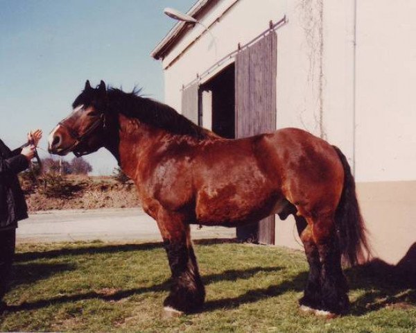 stallion Aramis 7515 (Rhenish-German Cold-Blood, 1987, from Armin 4511)