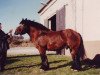 horse Aramis 7515 (Rhenish-German Cold-Blood, 1987, from Armin 4511)