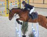 jumper Panerai Jl (Belgian Warmblood, 2015, from Kannan)