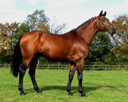 stallion Lindbergh (Hessian Warmblood, 1991, from Lone Star)