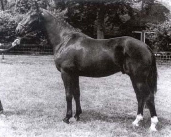 stallion Uddel (KWPN (Royal Dutch Sporthorse), 1978, from Farn)