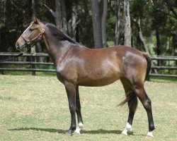 jumper Yalambi's Chiquita (Australian Wamblood, 2007, from Chin Chin)