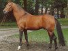 stallion Don Juan (Hanoverian, 1971, from Don Carlos 4088)