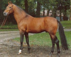 stallion Don Juan (Hanoverian, 1971, from Don Carlos 4088)