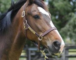 Zuchtstute Yalambi's Trendy Lady (KWPN (Niederländisches Warmblut), 2000, von Indoctro)