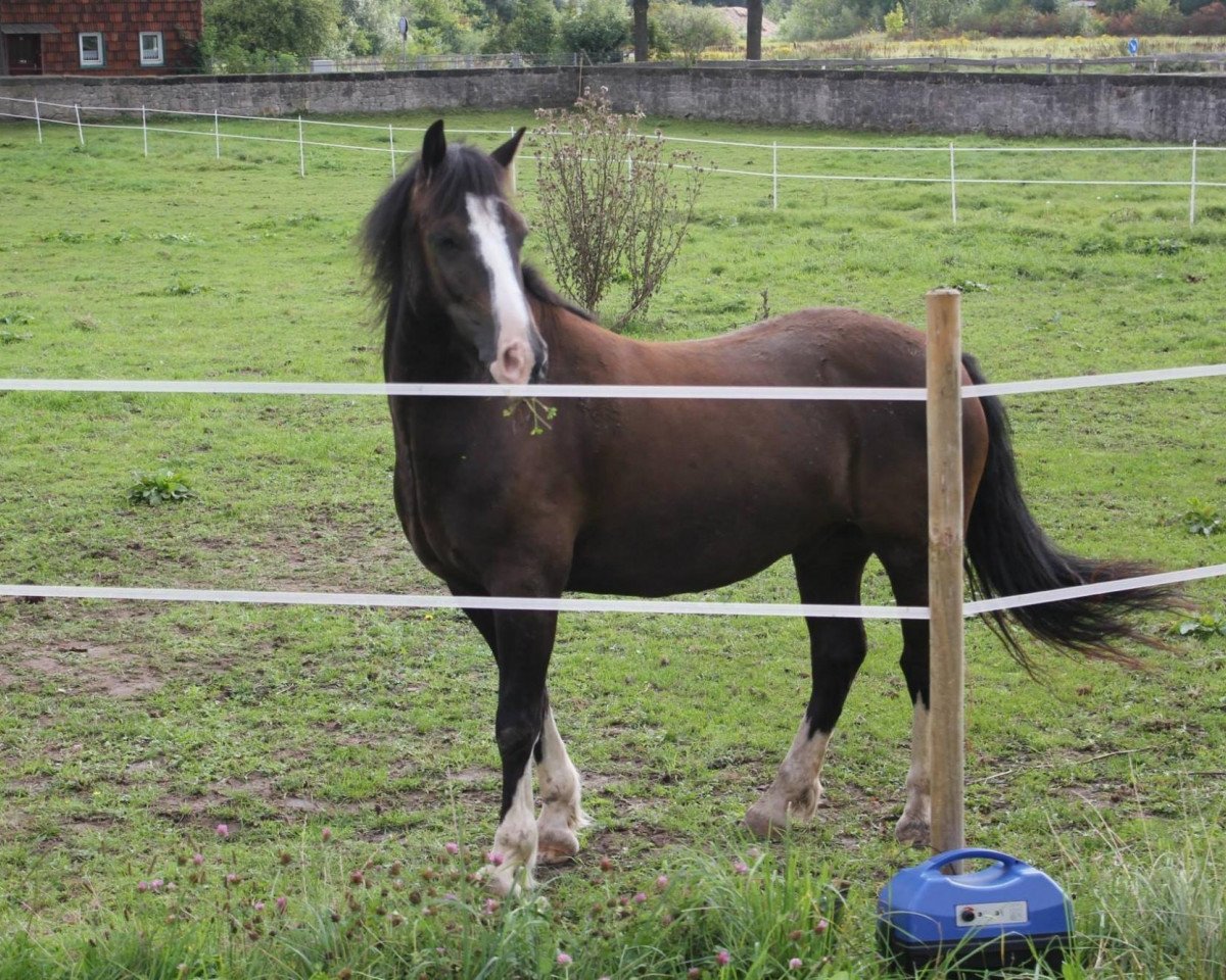 dressage horse Popsters Ronson (Welsh-Cob (Sek. C), 2008, from Parvadean Darius)