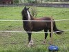 dressage horse Popsters Ronson (Welsh-Cob (Sek. C), 2008, from Parvadean Darius)