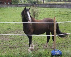 dressage horse Popsters Ronson (Welsh-Cob (Sek. C), 2008, from Parvadean Darius)