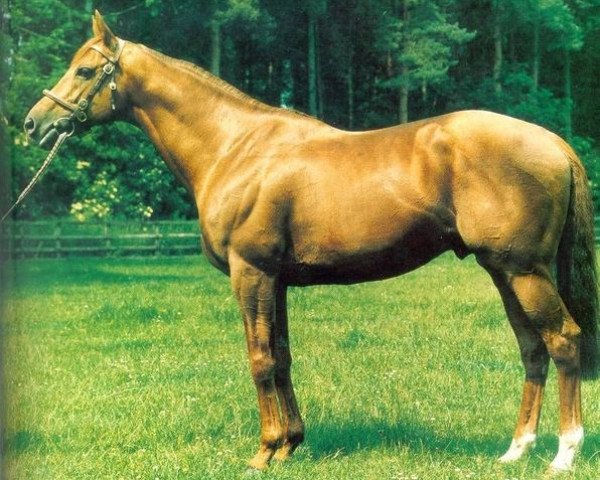 stallion Kris xx (Thoroughbred, 1976, from Sharpen Up xx)
