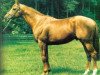 stallion Kris xx (Thoroughbred, 1976, from Sharpen Up xx)