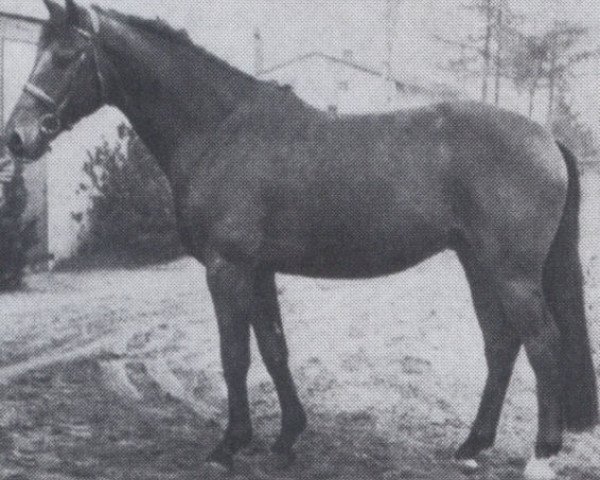 horse Fidelio (Oldenburg, 1970, from Frivol xx)