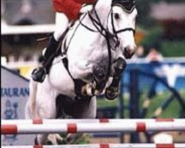 stallion Apricot D II (Zweibrücken, 1992, from Alexis Z)