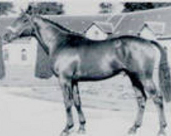 stallion Jasmin (Anglo-Norman, 1953, from Beau Reve)