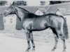 stallion Jasmin (Anglo-Norman, 1953, from Beau Reve)