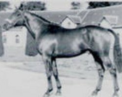 stallion Jasmin (Anglo-Norman, 1953, from Beau Reve)