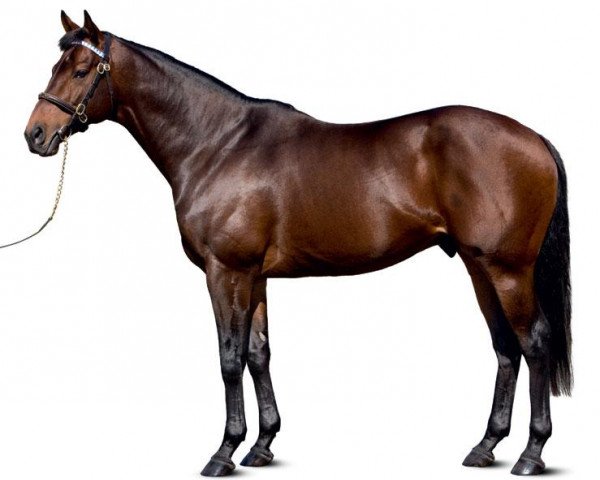 stallion Admire Moon xx (Thoroughbred, 2003, from End Sweep xx)