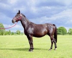 broodmare Geona R (Hanoverian, 1997, from Graf Grannus)