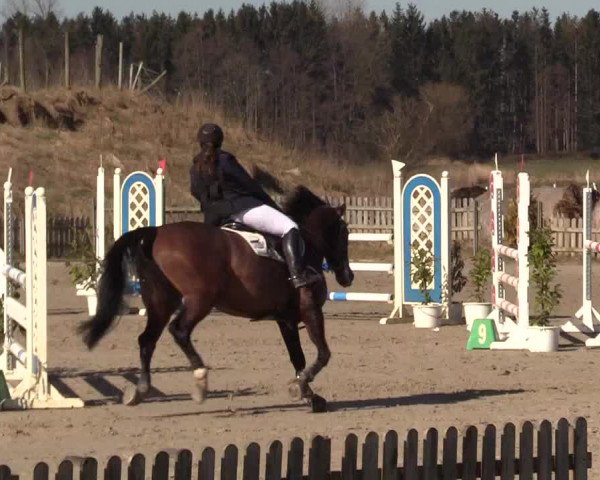 Reitturnier Schülp / Rendsburg 2022
