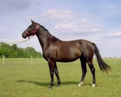 broodmare Lare (Hanoverian, 2002, from Landor S)