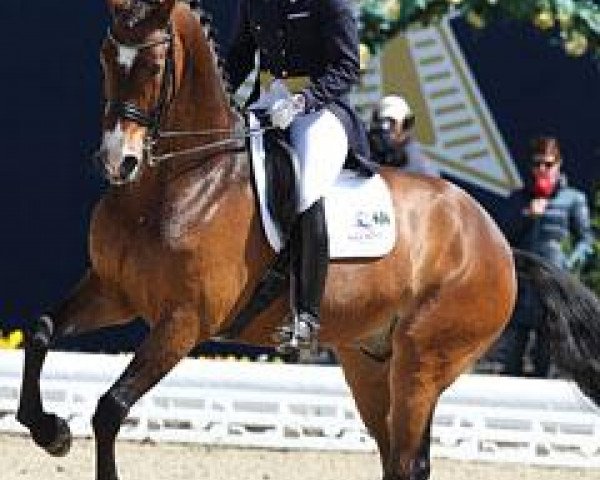 dressage horse New Lord 3 (Holsteiner, 2001, from Newton)