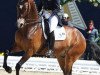 dressage horse New Lord 3 (Holsteiner, 2001, from Newton)
