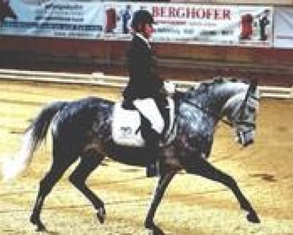 dressage horse Sappori (German Warmblood, 2005, from Best Before Midnight)