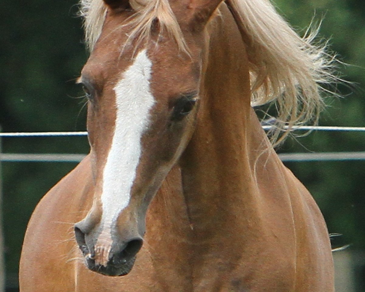 Pferd Natoheld (Deutsches Reitpony, 1990, von Nantano)