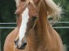 horse Natoheld (German Riding Pony, 1990, from Nantano)
