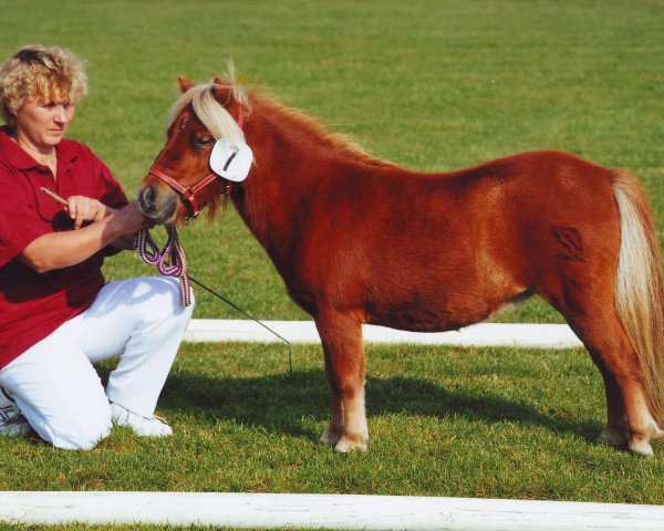 Zuchtstute Tilda (Shetland Pony (unter 87 cm), 2008, von Sir Paul)
