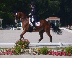 dressage horse Sir Anthony 3 (Holsteiner, 2001, from Sion)