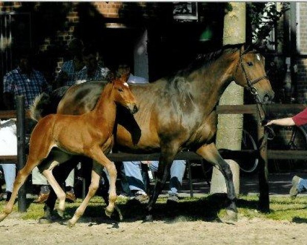 broodmare Laudatio G (Holsteiner, 1996, from Landgraf I)