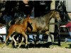 broodmare Laudatio G (Holsteiner, 1996, from Landgraf I)