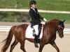 dressage horse The Mickle's Motion (New Forest Pony, 2000, from Sander)