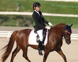 dressage horse The Mickle's Motion (New Forest Pony, 2000, from Sander)