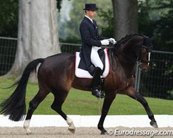 dressage horse Valenta's Rivel (Bavarian, 1999, from Rivero II)