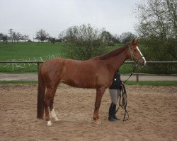 dressage horse Donna Carina 5 (Württemberger, 2004, from Denaro)