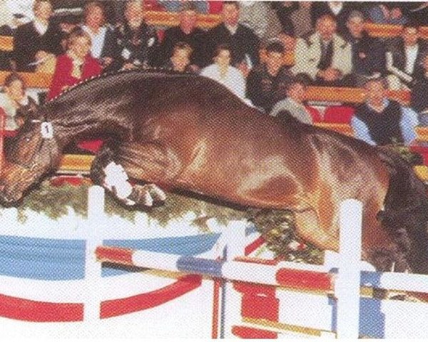 stallion Barinello (Holsteiner, 1998, from Barnaul xx)