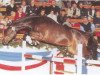 stallion Barinello (Holsteiner, 1998, from Barnaul xx)