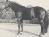 stallion Antrieb (Hanoverian, 1972, from Agami xx)