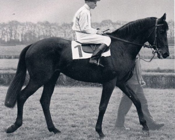 stallion Thiudar xx (Thoroughbred, 1955, from Orator xx)