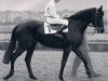stallion Thiudar xx (Thoroughbred, 1955, from Orator xx)