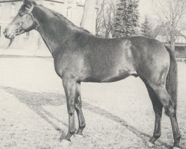 stallion Maitanz xx (Thoroughbred, 1968, from Thiudar xx)