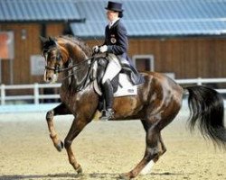 dressage horse Lucy's Day (Rhinelander, 2001, from La Poco)