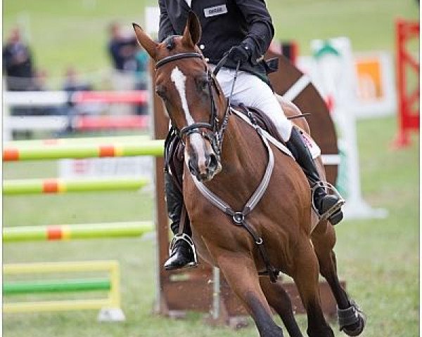 horse Pin Up de Mai (Selle Français, 2003, from Jaguar Mail)