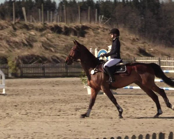Reitturnier Schülp / Rendsburg 2022