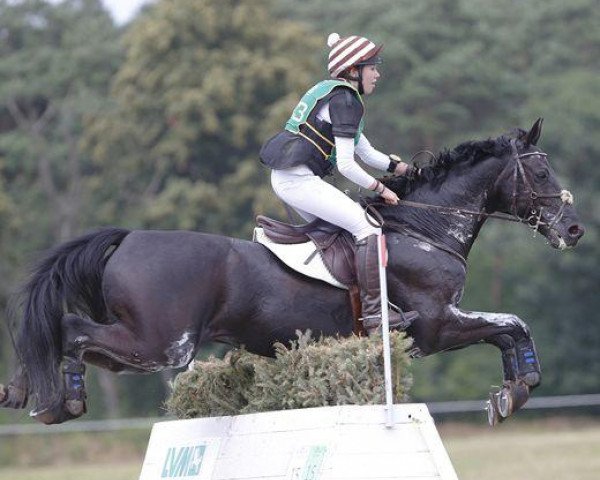 Springpferd Quintano P (Deutsches Sportpferd, 2005, von Quicksilber)