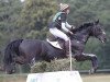 jumper Quintano P (German Sport Horse, 2005, from Quicksilber)