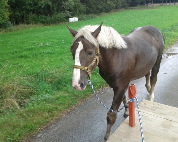 horse Sepp (South German draft horse,  , from Schachen)