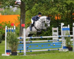 jumper Aszaga (Zangersheide riding horse, 2007, from Asca Z)