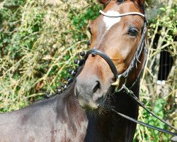 broodmare Miss Karla (Bavarian, 2008, from Kaiser Karl)